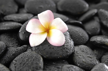 Fototapeta na wymiar White Plumeria flowers on wet black stones background