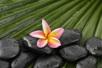 Fototapeta na wymiar frangipani with wet spa stones on palm leaf texture