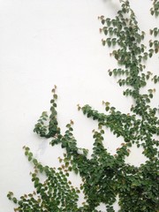 creeper plant