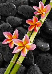 Fototapeta na wymiar Set of pink frangipani with bamboo grove on wet black stones