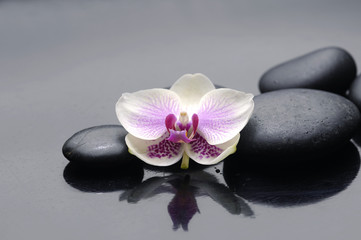 Macro of orchid with three zen stones