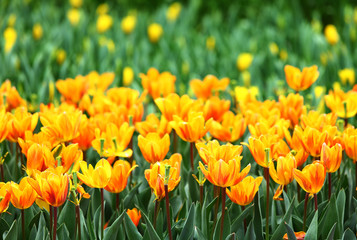 Orange tulips flower field
