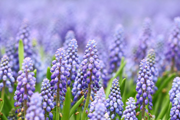 Naklejka premium Purple muscari botryoides