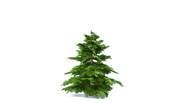 Growing fir tree isolated on white. Alpha matte
