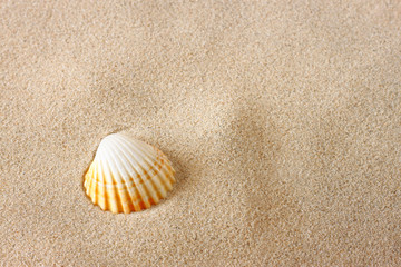 single seashell on beach sand