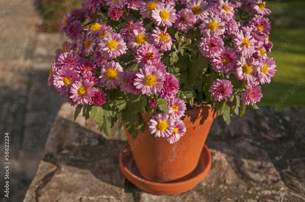 Canvas Prints autumn flowers