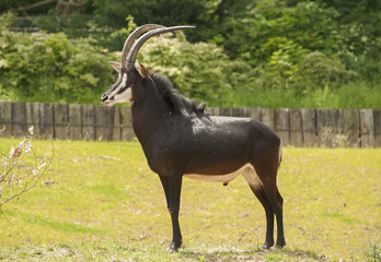 Sable antelope