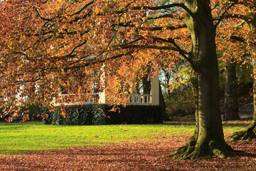 Autumn in a park
