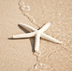 Fototapeta na wymiar Starfish and wave on the sandy beach