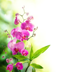 Fototapeta na wymiar beautyful orchid and bamboo for border spa