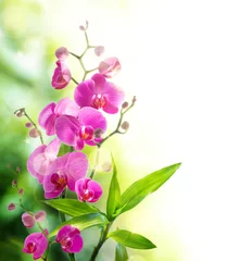 Foto auf Leinwand beautyful orchid and bamboo for border spa © Romolo Tavani