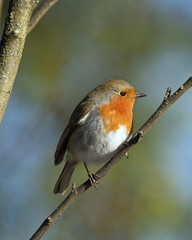 Robin