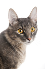 Cat closeup on white background