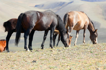 Fototapeta premium herd of horses