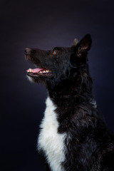 Aufmerksamer Mischlingshund im Studio