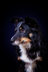 Fototapeta premium Mischlingshund im Studio