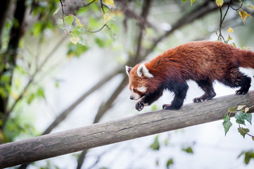 Petit panda qui descend d'un arbre