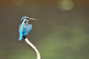 止まり木のカワセミ