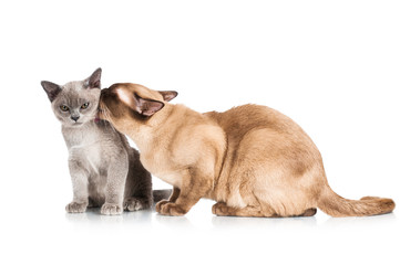 burmese cat licking a kitten