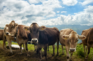 Swiss cows