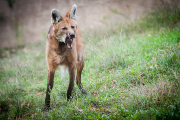 Loup à crinière