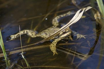 frog1