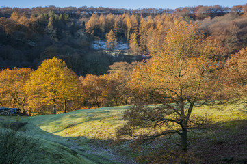Naklejka na ściany i meble Jesienią lasy w Yorkshire