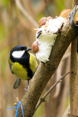 Cinciallegra mangia strutto alla mangiatoia