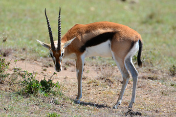 Thompson Gazelle