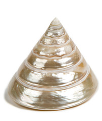 sea shell
