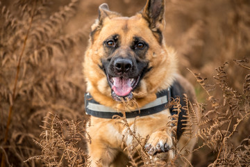 german shepherd dog