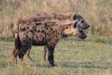 Hyänen im Doppelpack