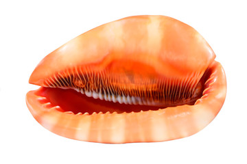 Sea shells isolated on white background