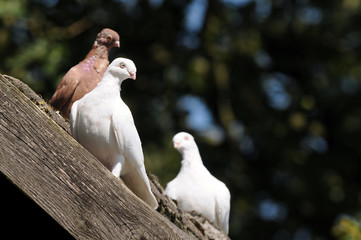 Dove