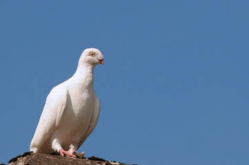 Dove