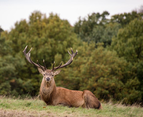 Red deer stag during rutting season in Autumn
