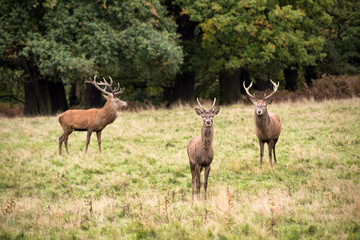 Naklejka na ściany i meble Red deer stag during rutting season in Autumn