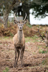 Naklejka na ściany i meble Red deer stag during rutting season in Autumn