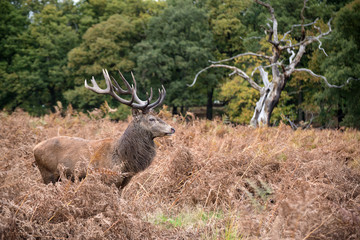 Red deer stag during rutting season in Autumn
