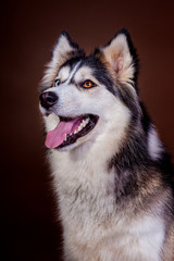 Husky im Studio