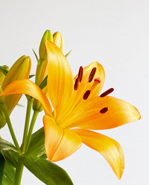 Bright orange lily flower
