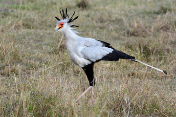Sekretär