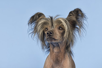 Hunde-Chinese-Crested-9987