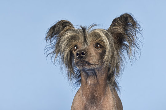Hunde-Chinese-Crested-9987