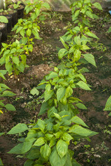 green pepper plant