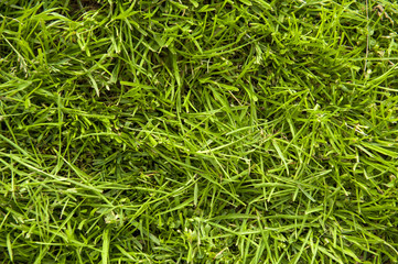 grass surface