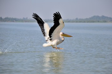Fototapeta na wymiar Pelikan lądowania na jeziorze