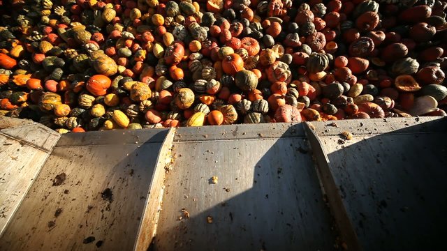 Lebensmittel &Uuml;berp&uuml;rduktion - K&uuml;rbisse