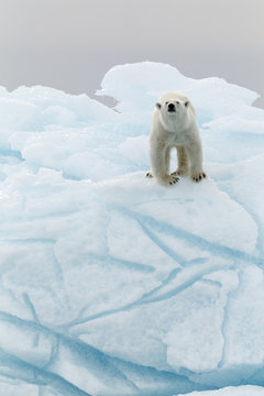 Polar bear in iceberg