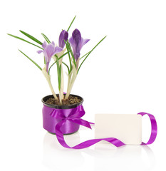Pot with crocuses and white card